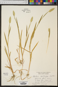 Phalaris caroliniana image