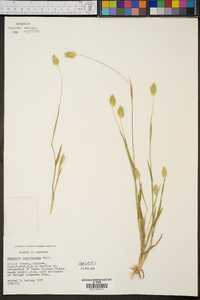 Phalaris caroliniana image