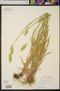 Phalaris caroliniana image