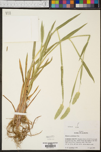 Phalaris caroliniana image