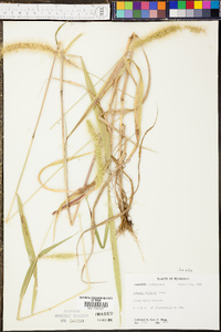 Setaria faberi image