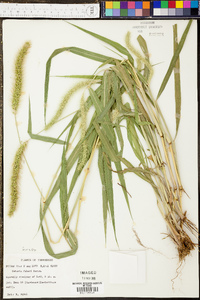 Setaria faberi image