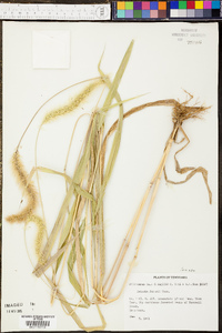 Setaria faberi image