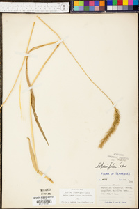 Setaria faberi image