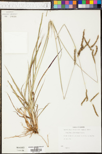 Paspalum plicatulum image