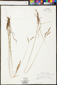 Paspalum plicatulum image