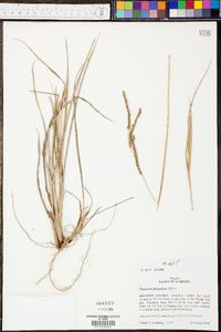 Paspalum plicatulum image