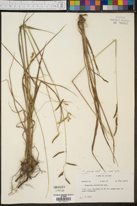 Paspalum praecox image