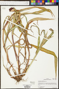 Paspalum praecox image