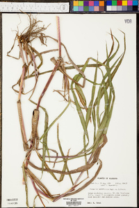 Paspalum praecox image