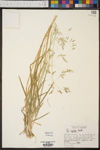 Poa cuspidata image