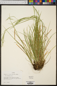 Poa sylvestris image