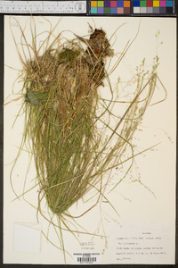 Poa trivialis image