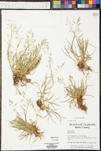 Kellochloa verrucosa image