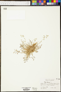 Kellochloa verrucosa image