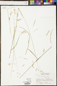 Poa autumnalis image