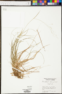 Poa autumnalis image