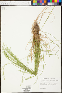 Paspalum plicatulum image