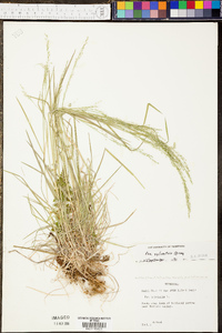 Paspalum plicatulum image