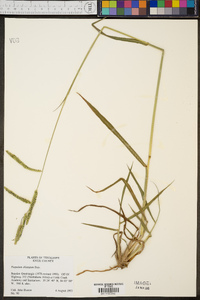 Paspalum dilatatum image