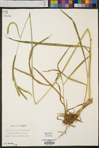 Paspalum dilatatum image