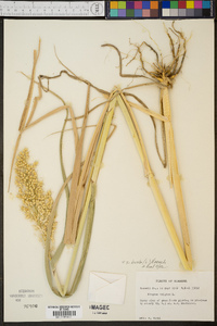 Sorghum bicolor image