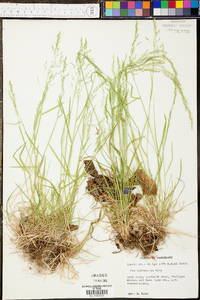 Paspalum plicatulum image