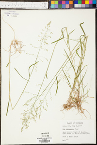 Paspalum plicatulum image