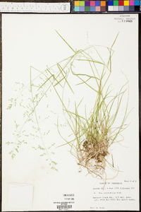 Paspalum plicatulum image