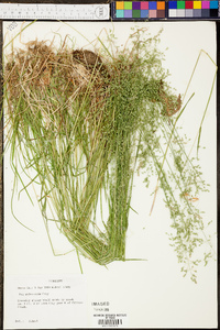 Paspalum plicatulum image