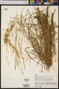 Sorghastrum secundum image