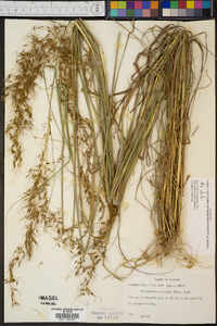 Sorghastrum secundum image