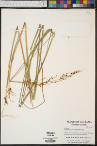 Sorghastrum secundum image