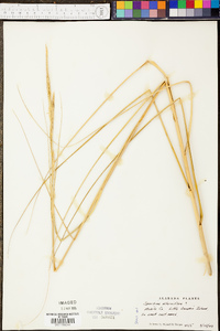 Spartina alterniflora image