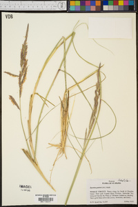 Spartina patens image