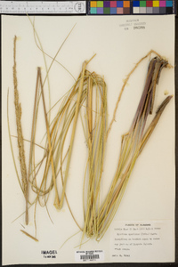 Spartina spartinae image