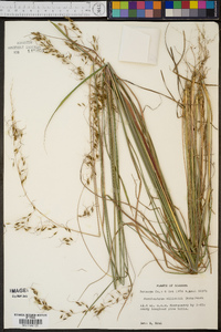 Sorghastrum elliottii image