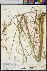 Sorghastrum elliottii image