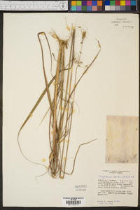 Sorghastrum elliottii image