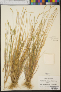 Setaria sphacelata image