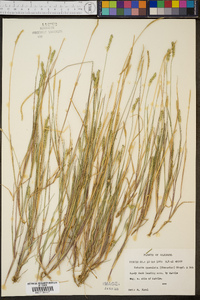 Setaria sphacelata image