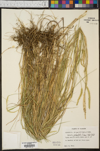 Setaria sphacelata image