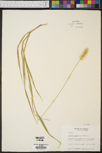 Pennisetum glaucum image
