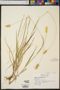 Pennisetum glaucum image