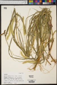 Setaria pumila image