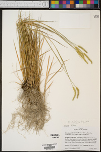 Pennisetum glaucum image