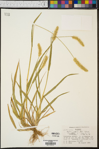 Setaria pumila image