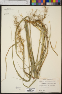 Sorghastrum elliottii image