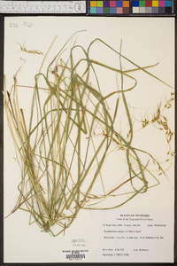 Sorghastrum elliottii image