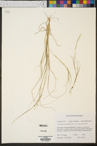 Sporobolus vaginiflorus image